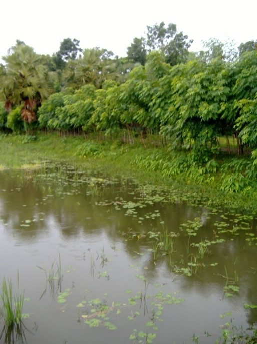 Alternative Agriculture in the Saline Water Area